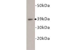 Western Blotting (WB) image for anti-CD14 (CD14) antibody (ABIN1854853) (CD14 antibody)