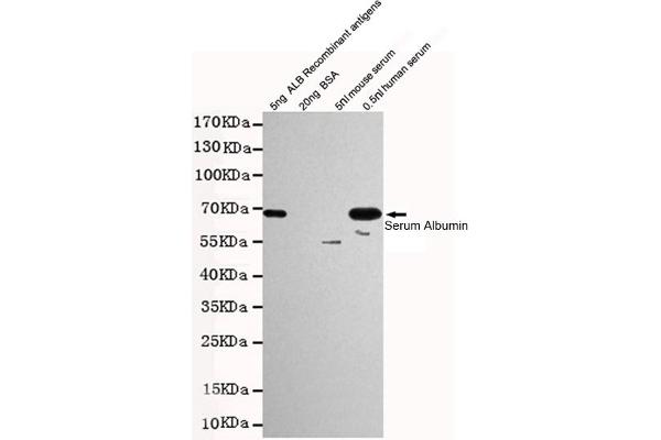 HSA antibody