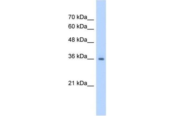 RSU1 antibody  (C-Term)