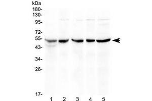 Western blot testing of 1) rat thymus, 2) mouse thymus, 3) mouse spleen, 4) human COLO320 and 5) human HeLa lysate with EIF3e antibody at 0. (EIF3E antibody)