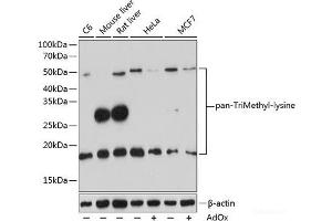 Western blot analysis of extracts of various cell lines using pan-TriMethyl-lysine Polyclonal Antibody at dilution of 1:500. (Trimethylated Lysine antibody)