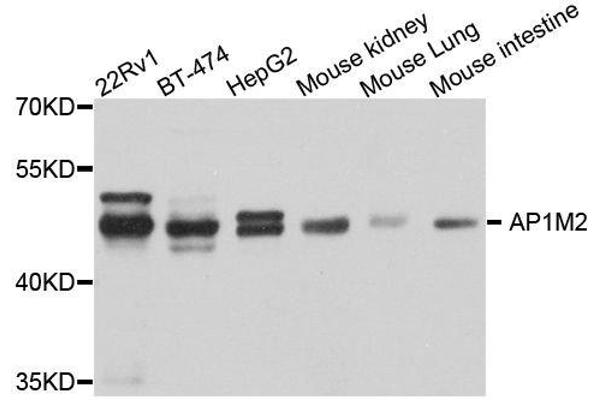 AP1m2 antibody  (AA 164-423)