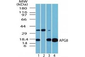 Image no. 3 for anti-Microtubule-Associated Protein 1 Light Chain 3 alpha (MAP1LC3A) (AA 1-50) antibody (ABIN207748) (MAP1LC3A antibody  (AA 1-50))