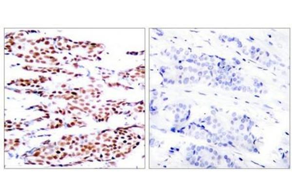 JunB antibody  (pSer79)