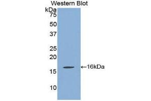 Western Blotting (WB) image for anti-Klotho beta (KLB) (AA 846-965) antibody (ABIN1077677) (Klotho beta antibody  (AA 846-965))