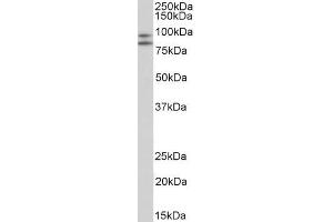 ABIN1049505 (2µg/ml) staining of Peripheral Blood Lymphocytes lysate (35µg protein in RIPA buffer). (CD34 antibody  (C-Term))