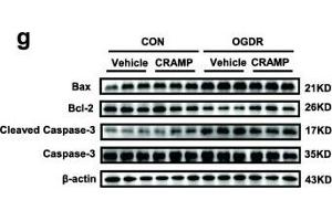 CRAMP is reduced in cardiac ischemia/reperfusion (I/R) injury and prevents cardiomyocyte apoptosis. (BAX antibody  (AA 1-100))