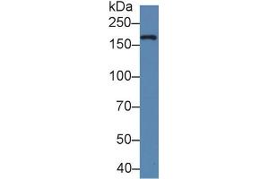 Western blot analysis of Cow Milk, using Human XDH Antibody (5 µg/ml) and HRP-conjugated Goat Anti-Rabbit antibody ( (XDH antibody  (AA 1-300))