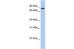 Western Blotting (WB) image for anti-Zinc Finger Protein 226 (ZNF226) antibody (ABIN2459409) (ZNF226 antibody)