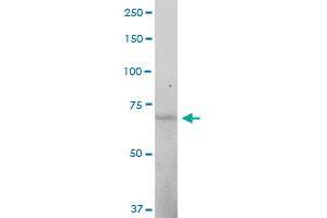 STAM MaxPab polyclonal antibody. (STAM antibody  (AA 1-403))