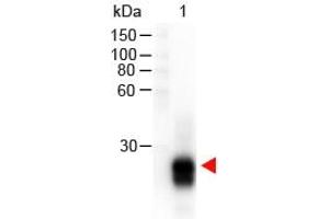 Lane 1: Rabbit IgG F(ab'')2. (Goat anti-Rabbit IgG (F(ab')2 Region) Antibody (HRP))