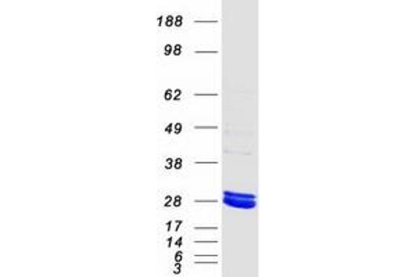 MMAB Protein (Myc-DYKDDDDK Tag)