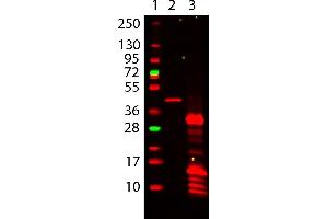 Western Blot of Mouse Anti-6X HIS EPITOPE TAG Antibody 649 Conjugated. (His Tag antibody  (DyLight 649))