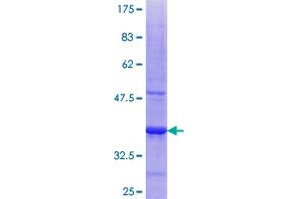 IFNA2 Protein (AA 24-133) (GST tag)