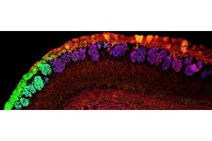 ABIN185509 (0. (NCAM2 antibody  (C-Term))