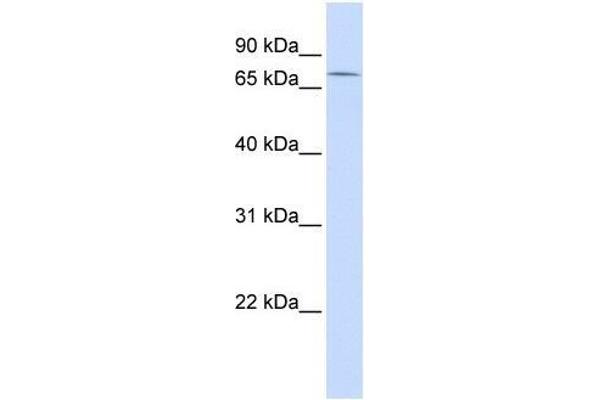 ZNF442 antibody  (Middle Region)