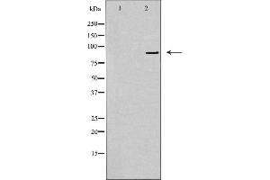 Western blot analysis of extracts from A549 cells, using USP45 antibody. (USP45 antibody  (Internal Region))