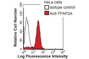 HeLa cells were fixed in 2% paraformaldehyde/PBS and then permeabilized in 90% methanol. (TFAP2A antibody)