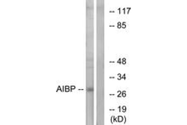 APOA1BP antibody  (AA 121-170)