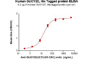 ELISA plate pre-coated by 2 μg/mL (100 μL/well) Human GC Protein, His Tag (ABIN7092686, ABIN7272328 and ABIN7272329) can bind Anti-GC(ICTCAR-CRC) mAb in a linear range of 1. (GUCY2C Protein (AA 24-430) (His tag))