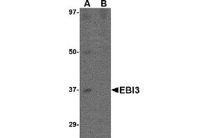 Western Blotting (WB) image for anti-Interleukin-27 subunit beta (IL-27b) (C-Term) antibody (ABIN1030373) (EBI3 antibody  (C-Term))