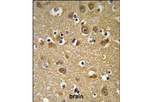 YIPF5 Antibody IHC analysis in formalin fixed and paraffin embedded brain tissue followed by peroxidase conjugation of the secondary antibody and DAB staining. (YIPF5 antibody  (N-Term))