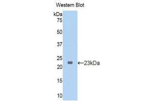 Western Blotting (WB) image for anti-Nitric Oxide Synthase 2, Inducible (NOS2) (AA 43-213) antibody (ABIN1173748) (NOS2 antibody  (AA 43-213))