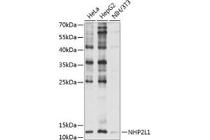 Western blot analysis of extracts of various cell lines, using NHP2L1 antibody (ABIN6132411, ABIN6144624, ABIN6144625 and ABIN6221625) at 1:1000 dilution. (NHP2L1 antibody  (AA 1-128))