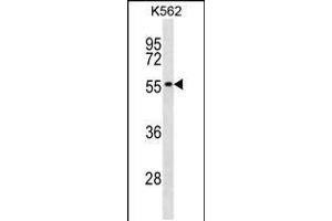 Western blot analysis in K562 cell line lysates (35ug/lane). (POLR1E antibody  (AA 171-198))