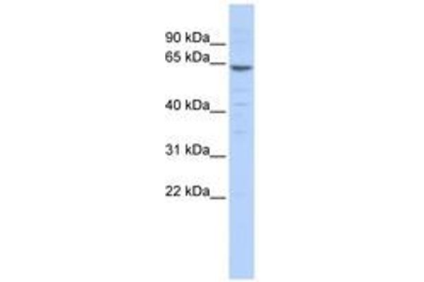 ZNF192 anticorps  (N-Term)