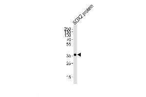 Lane 1: SOX2 Protein, probed with SOX2 (57CT23. (SOX2 antibody)