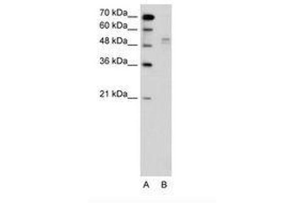 WWP2 antibody  (N-Term)