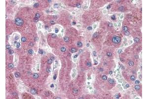 Human Liver (formalin-fixed, paraffin-embedded) stained with c-Metat 15 µg/ml followed by biotinylated goat anti-rabbit IgG secondary antibody, alkaline phosphatase-streptavidin and chromogen. (c-MET antibody  (C-Term))