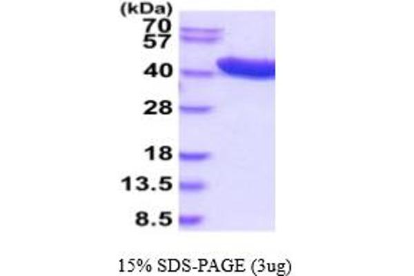 ADH1C Protein (AA 1-375) (His tag)