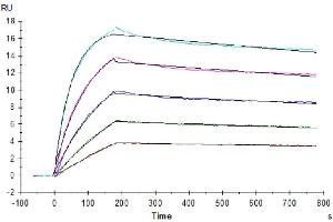 Surface Plasmon Resonance (SPR) image for Tumor Necrosis Factor (Ligand) Superfamily, Member 10 (TNFSF10) (AA 114-281) protein (ABIN7275774)