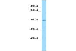 WB Suggested Anti-AHSA1 Antibody Titration: 1. (AHSA1 antibody  (C-Term))