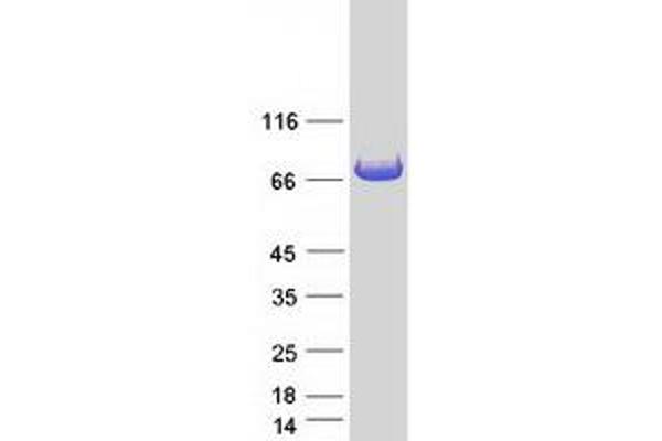 Glycogenin 2 Protein (GYG2) (Transcript Variant 1) (Myc-DYKDDDDK Tag)