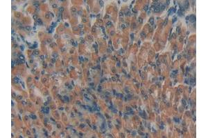 IHC-P analysis of Mouse Stomach Tissue, with DAB staining. (PLAUR antibody  (AA 15-211))