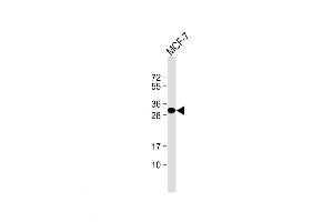Western Blot at 1:1000 dilution + MCF-7 whole cell lysate Lysates/proteins at 20 ug per lane. (Latexin antibody)