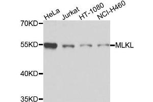 Western blot analysis of extracts of various cells, using MLKL antibody. (MLKL antibody)