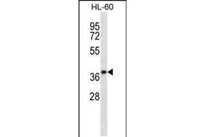 Western blot analysis in HL-60 cell line lysates (35ug/lane). (OR5F1 antibody  (C-Term))