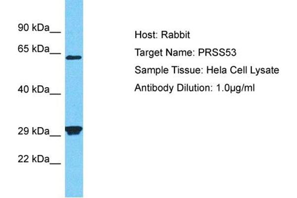 PRSS53 antibody  (N-Term)