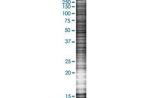 GOLPH3 transfected lysate. (GOLPH3 293T Cell Transient Overexpression Lysate(Denatured))