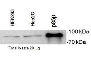 Western Blotting (WB) image for anti-Phosphoinositide 3 Kinase, p85 beta (PI3K p85b) (Subunit beta) antibody (ABIN2476135) (PIK3R2 antibody  (Subunit beta))