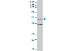 TRIM62 MaxPab polyclonal antibody. (TRIM62 antibody  (AA 1-475))