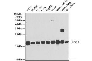 Western blot analysis of extracts of various cell lines using RPS14 Polyclonal Antibody at dilution of 1:1000. (RPS14 antibody)