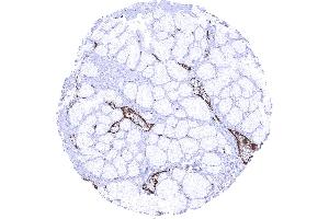 Duodenum brunner gland In the Brunner gland endothelial vWF immunostaining is strongest in venules (Recombinant VWF antibody  (AA 1815-1939))