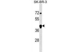 Western Blotting (WB) image for anti-F-Box and Leucine-Rich Repeat Protein 12 (FBXL12) antibody (ABIN2999795) (FBXL12 antibody)