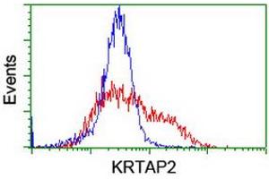 Image no. 3 for anti-Keratin Associated Protein 2-4 (KRTAP2-4) (AA 1-128) antibody (ABIN1490568) (KRTAP2-4 antibody  (AA 1-128))