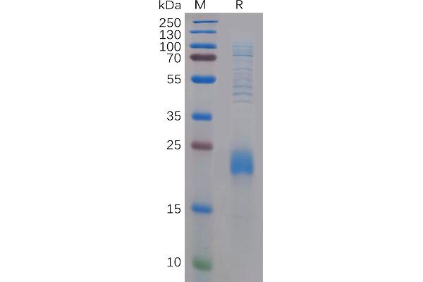 CLEC2D Protein (AA 60-191) (His tag)